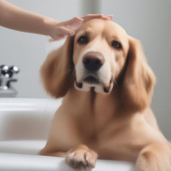 Gentle Grooming Techniques for Dogs with Sensitive Skin