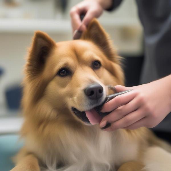 Dog Grooming in Gayton Crossing