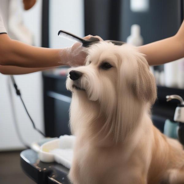 Dog Grooming Extras in Rye