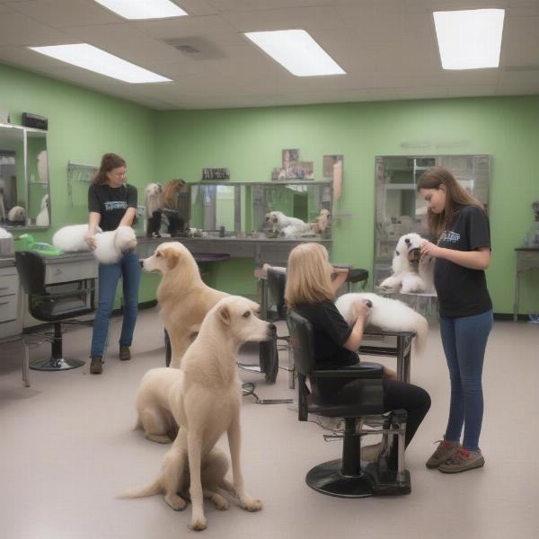 Dog Grooming School Classroom