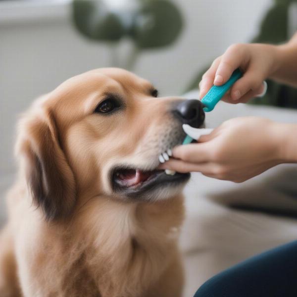 Brushing a dog's teeth