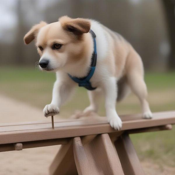 Dog hesitant on the seesaw during agility training