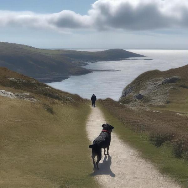 Dog hiking on a coastal path in North Wales