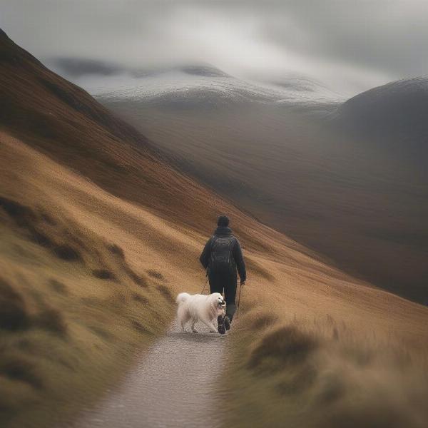 A dog hiking in the Scottish Highlands with its owner.