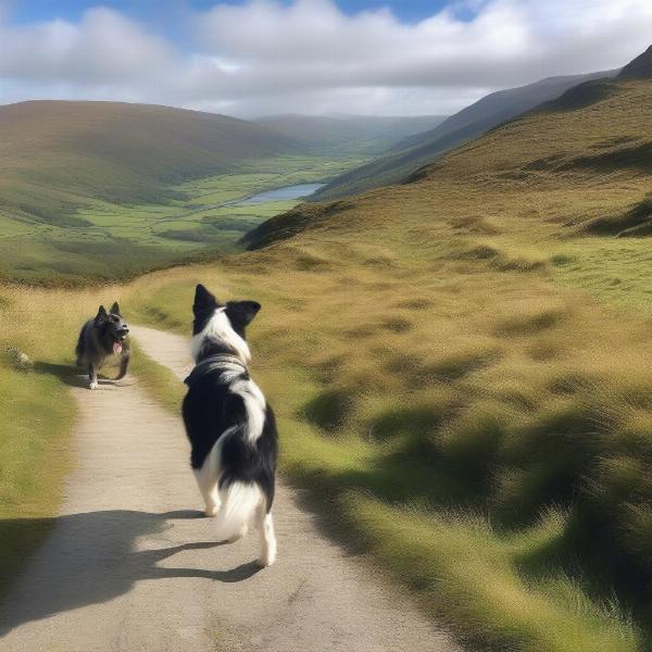 Dog hiking in Snowdonia National Park, Wales