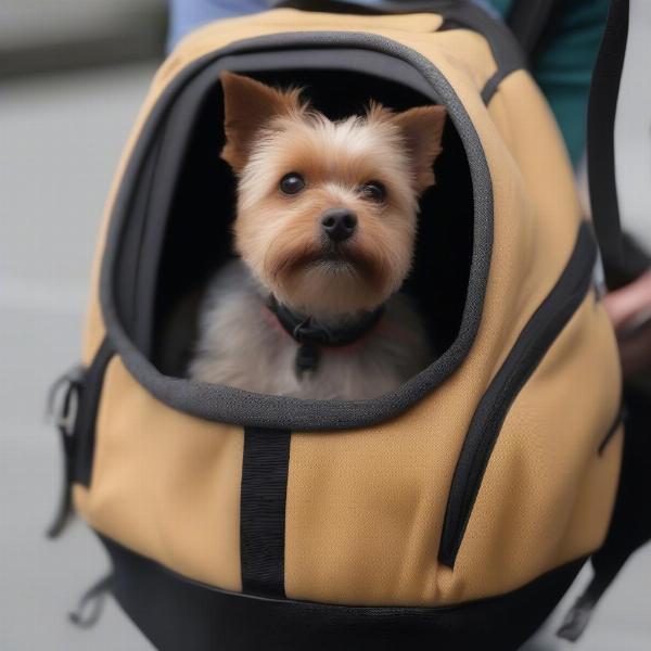 Dog comfortably sitting in a carrying backpack