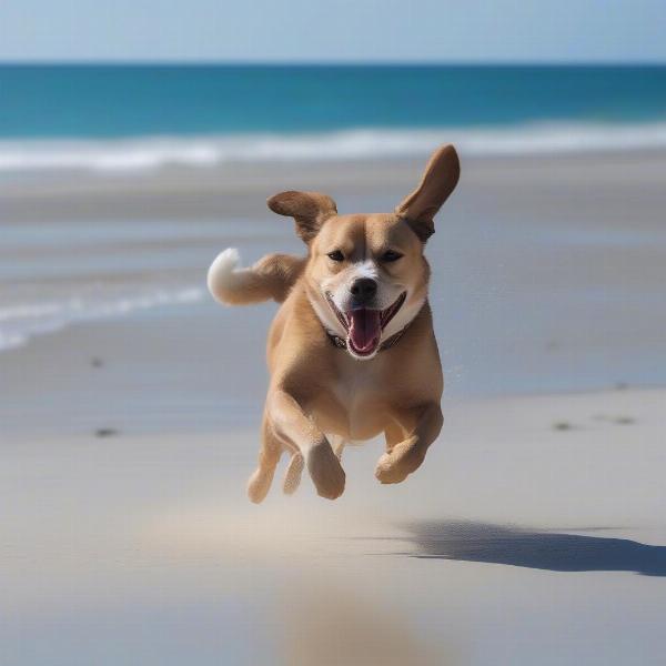 Dog Enjoying Dog Island Beach