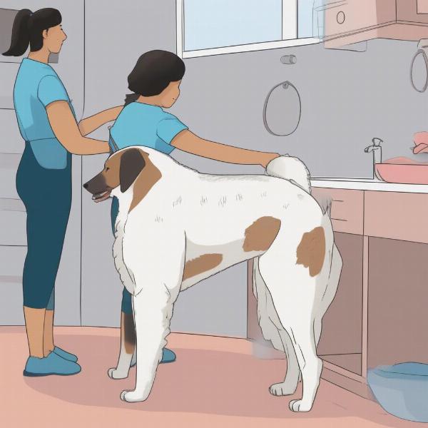 Dog Itchy Anus: Grooming