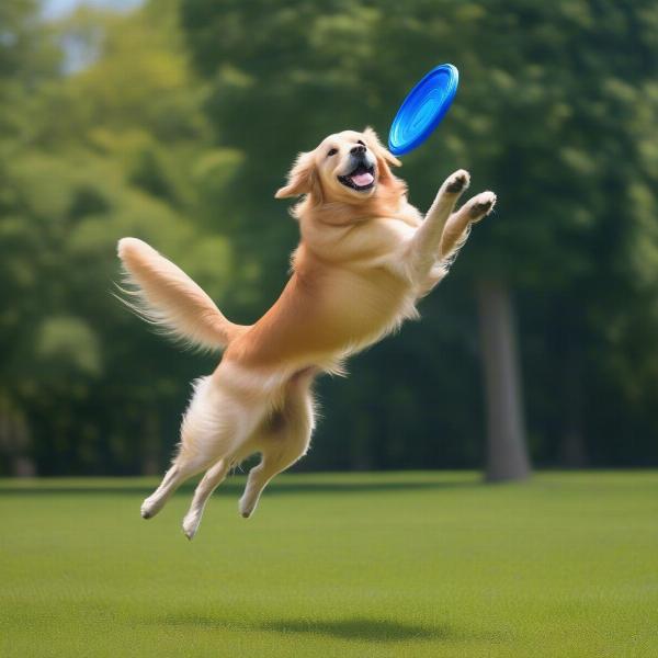 Dog Jumping for a Frisbee in the Park