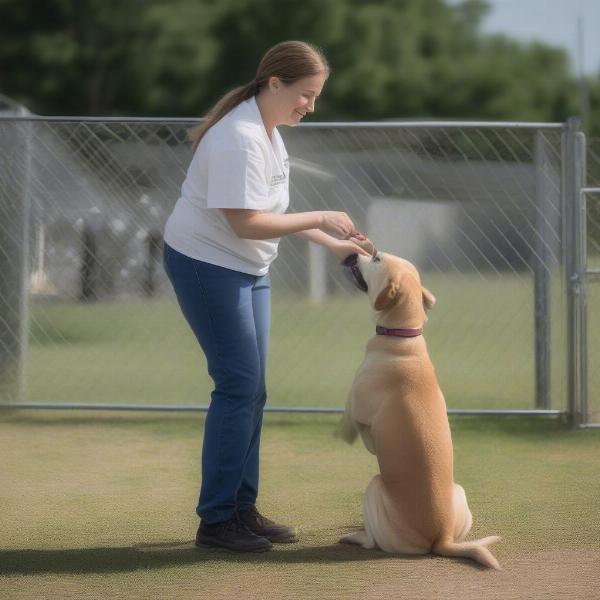 Dog Kennel Gastonia Staff Interaction