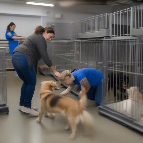 Dog kennel staff interacting with dogs