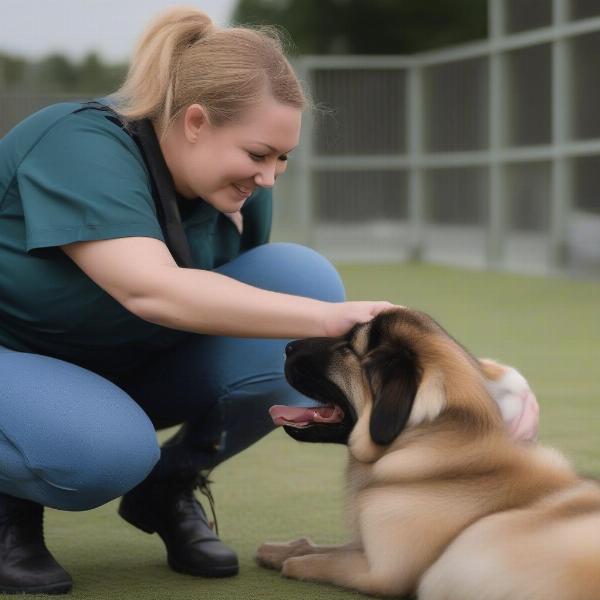 Dog Kennels Darwin Staff Interaction