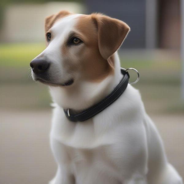 Dog lead nose, also known as headcollar, gently guides dog's head.