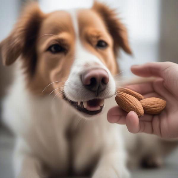 Dog licking paw after almond oil is applied