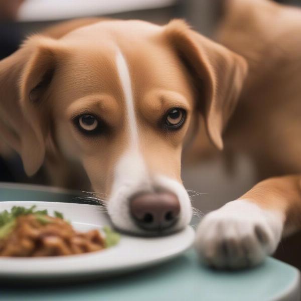 Dog looking longingly at teriyaki chicken