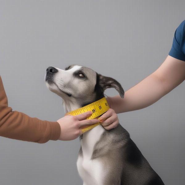 Measuring a dog's neck for a bow collar