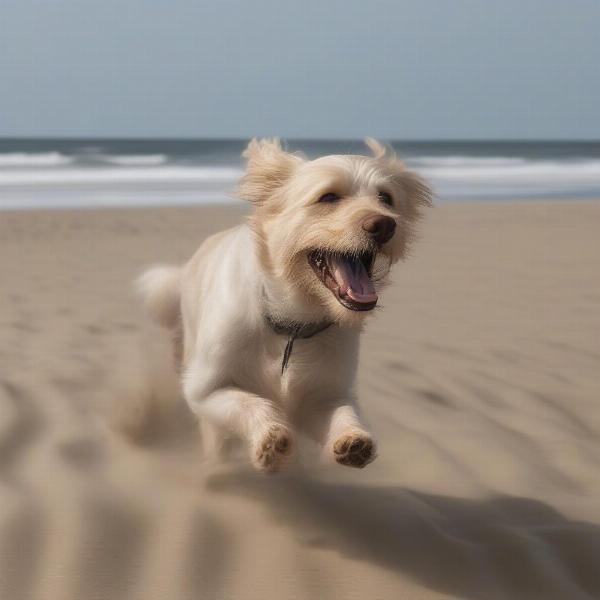 Dog enjoying the beach in Denmark