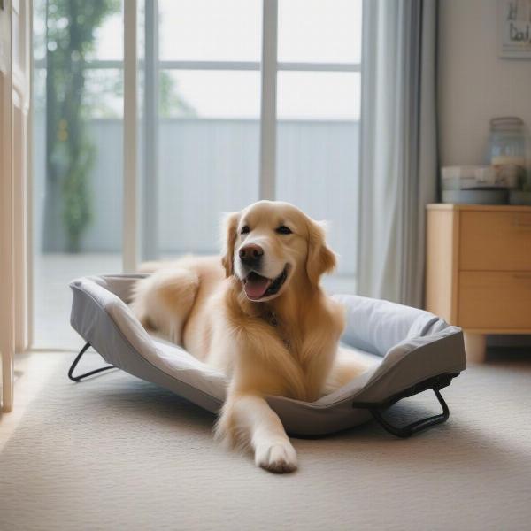 A dog happily resting on a collapsible cot indoors