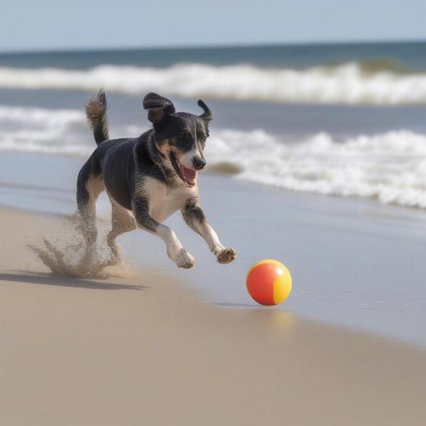 Dog playing on Rehoboth Beach