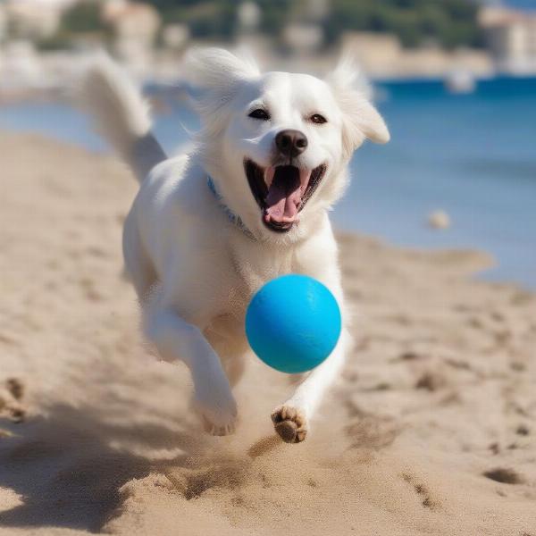 Dog playing on a beach on the French Riviera