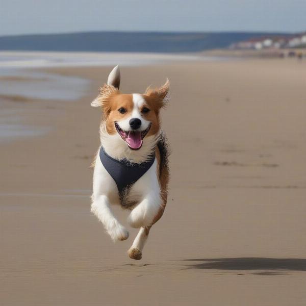 Dog on Whitby Beach