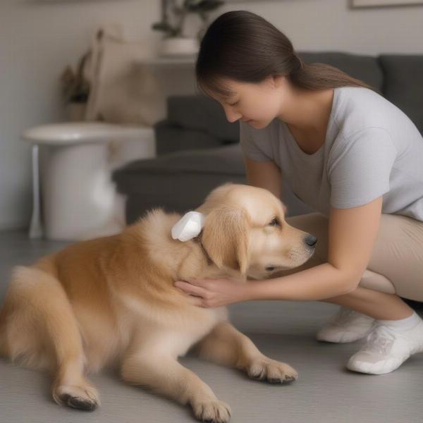 Dog Owner Putting Diaper on Dog