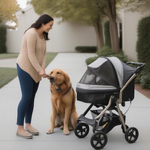 Dog owner training dog to use a stroller