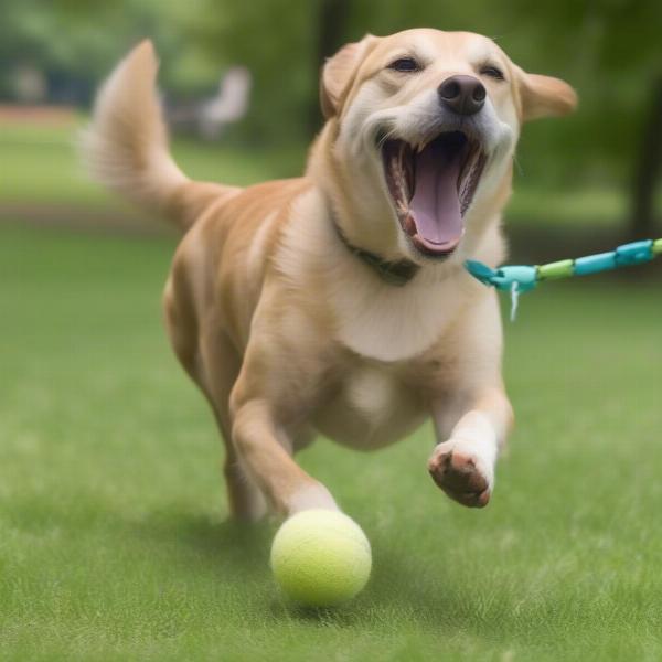 Dog playing in a Chattanooga park