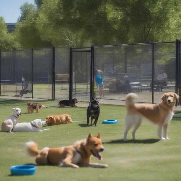 Dogs playing at a dog park in Fort Myers, Florida