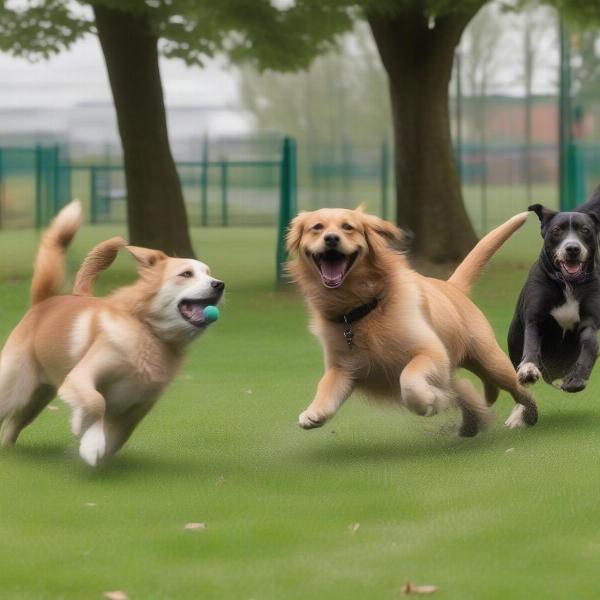 Dogs playing happily in a Wirral dog park