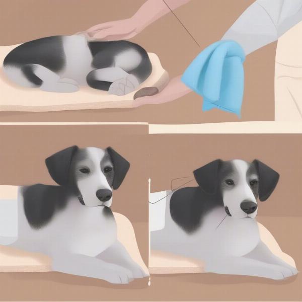 Applying a Cold Compress to a Dog's Paw