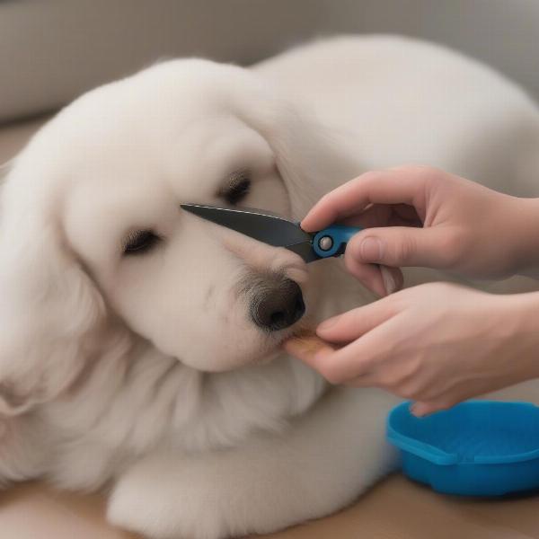 Dog Paw Grooming with Scissors