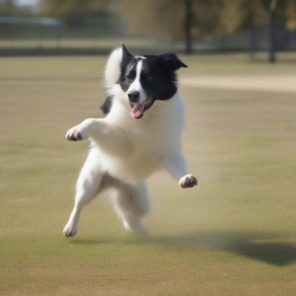 A dog performing tricks demonstrating its trainability