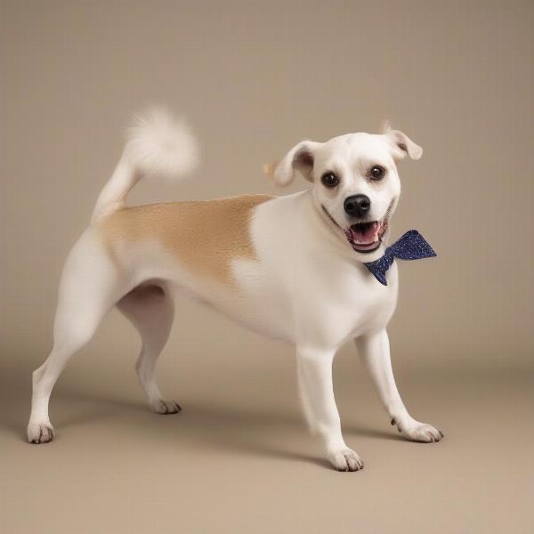 Dog Performing a Play Bow, Resembling a Car Pose