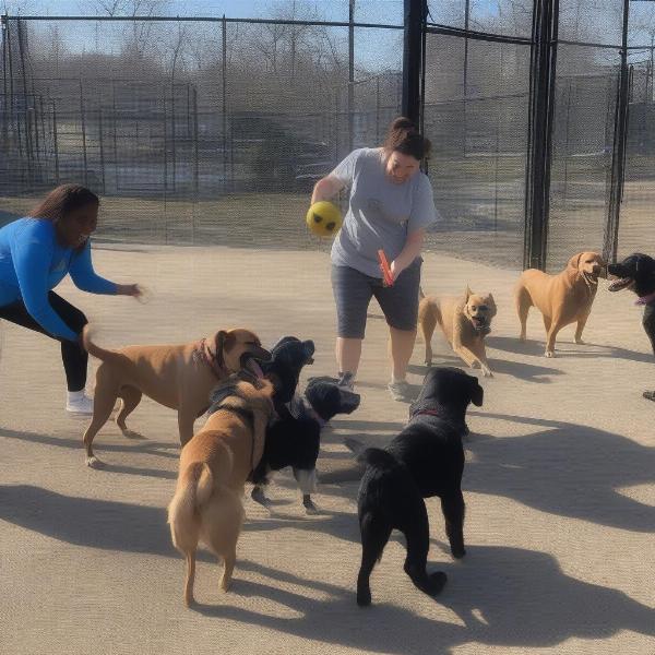 Dog Playing at Toledo Daycare