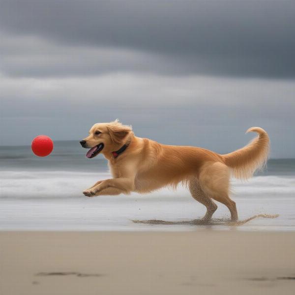 Dog Playing Ball at Angels Beach Ballina