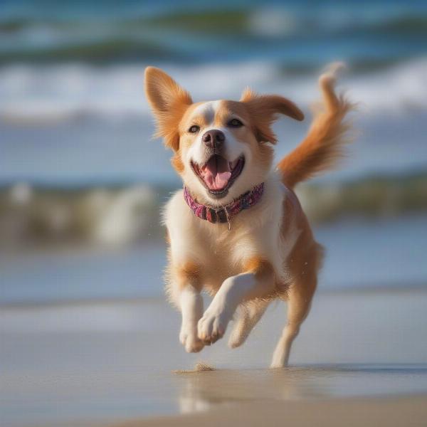 A dog happily playing fetch on a Cape Cod beach.