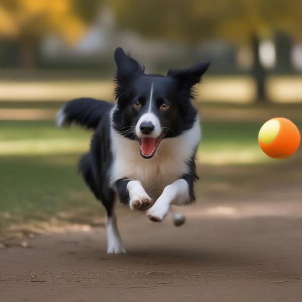 Dog playing fetch with a ball