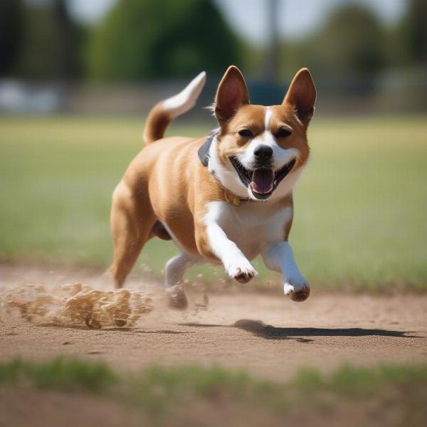 Dog Playing Fetch at Auburn Dog Park