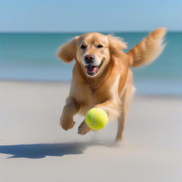 Dog playing fetch on the beach