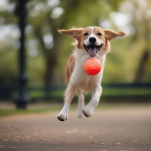 Dog Playing Fetch in Park