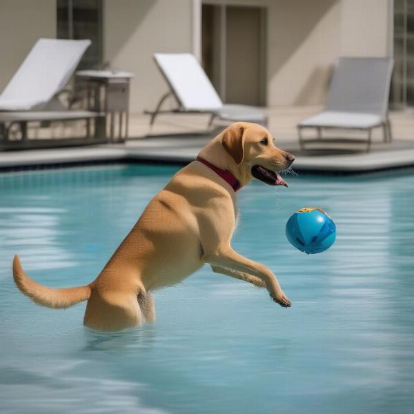 Dog playing fetch with its owner in a hotel pool