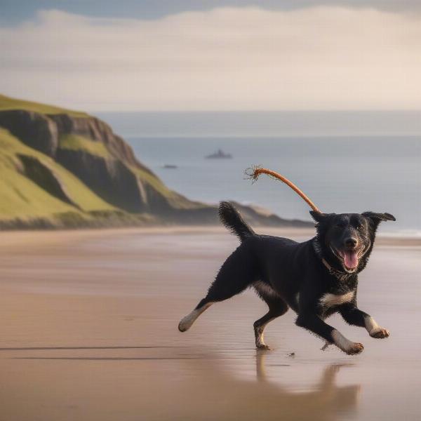 A dog playing fetch with its owner on Rhossili Bay, with Worm's Head in the background.