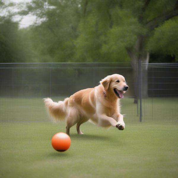 Dog Playing Fetch in a Safe, Fenced Yard with Trees