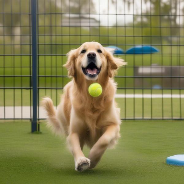 Dog playing fetch at the village dog park