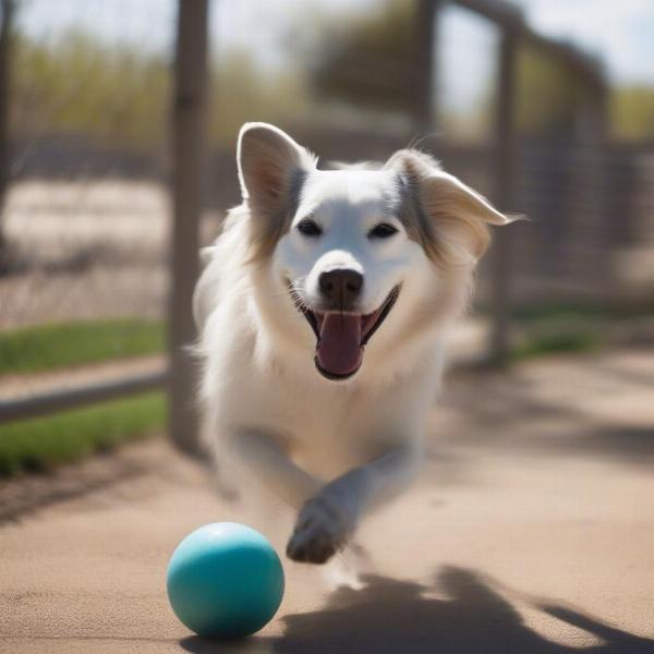 Dog playing at a Grand Junction boarding facility