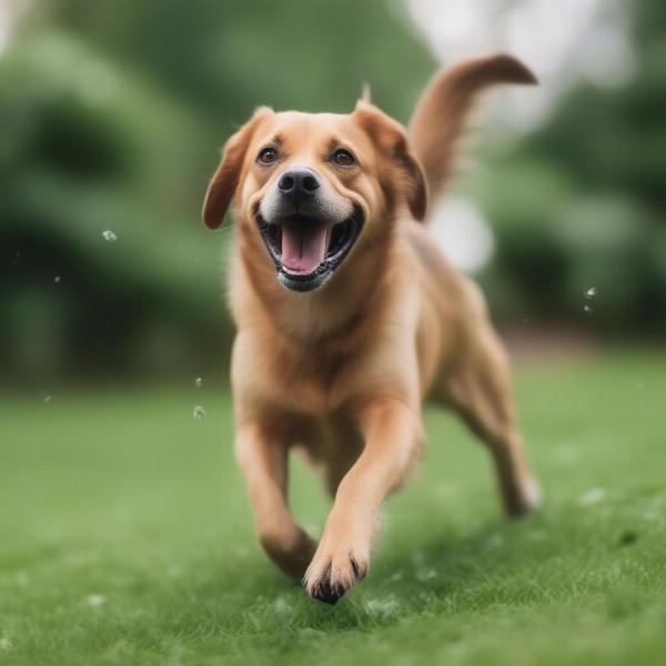 Dog Playing in a Bug-Free Yard