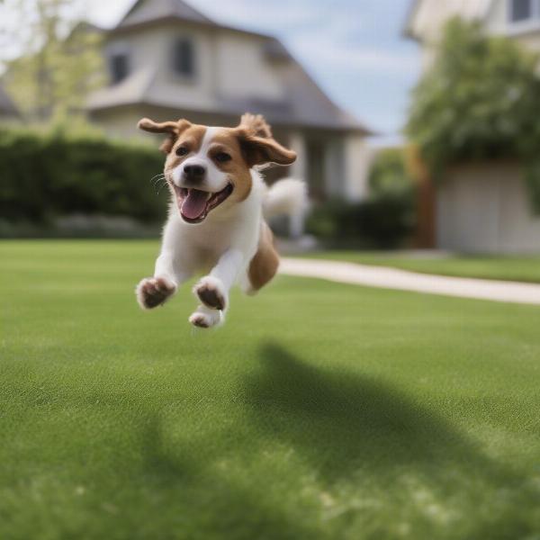 Dog Playing in a Safe Yard