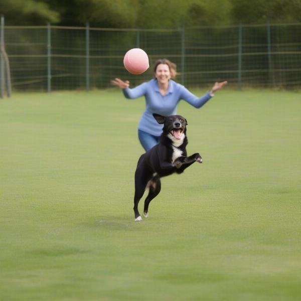 Dog playing fetch in a secure Oxford field