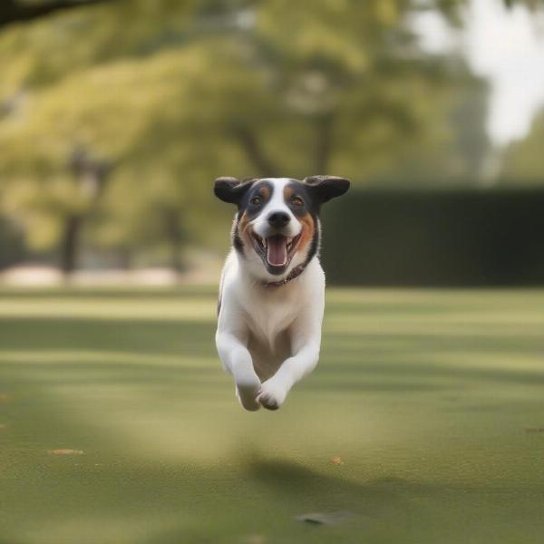 Dog playing freely, protected from insects